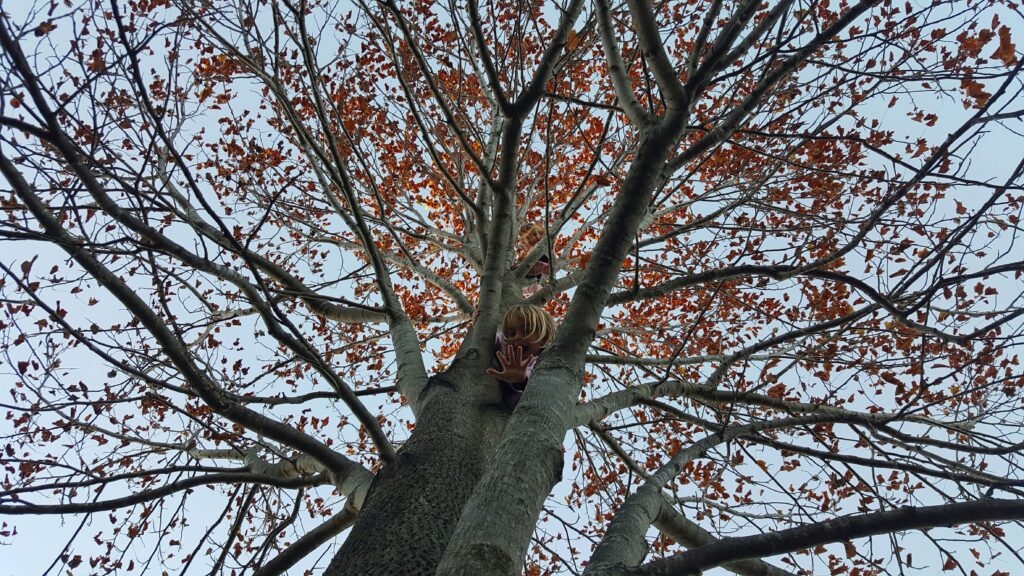 Climb a tree