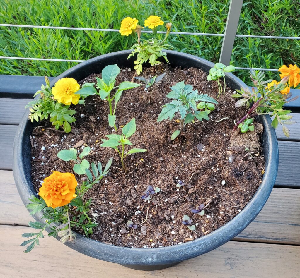 herbs with tomatoes and peppers in a pot