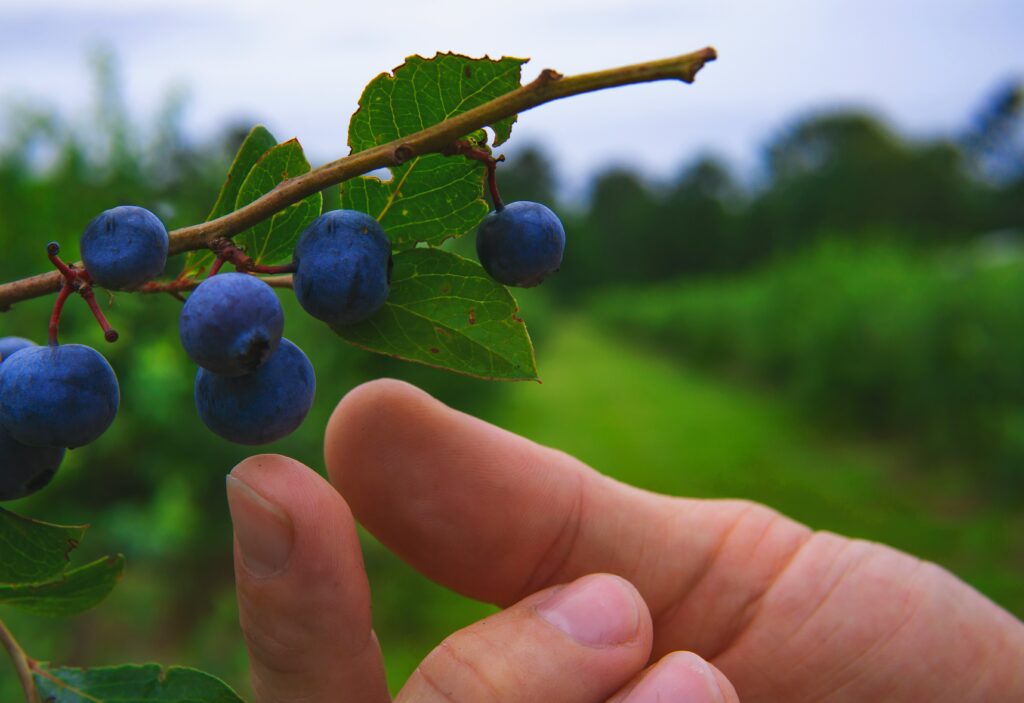 Blueberry picking